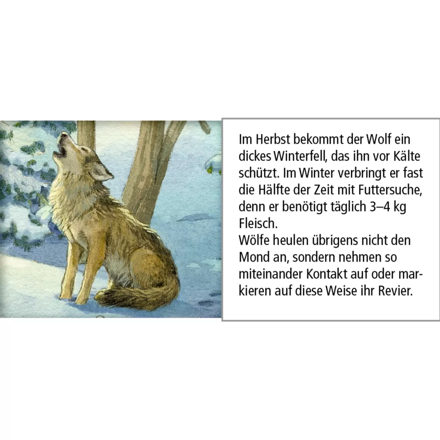 Käthe Wohlfahrt Adventskalender "Tiere Im Winterwald"